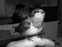 N.Nakano